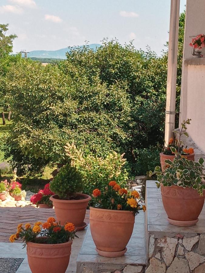 Tokaj Hill Panorama Guesthouse 赛伦奇 外观 照片