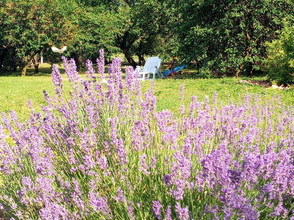 Tokaj Hill Panorama Guesthouse 赛伦奇 外观 照片