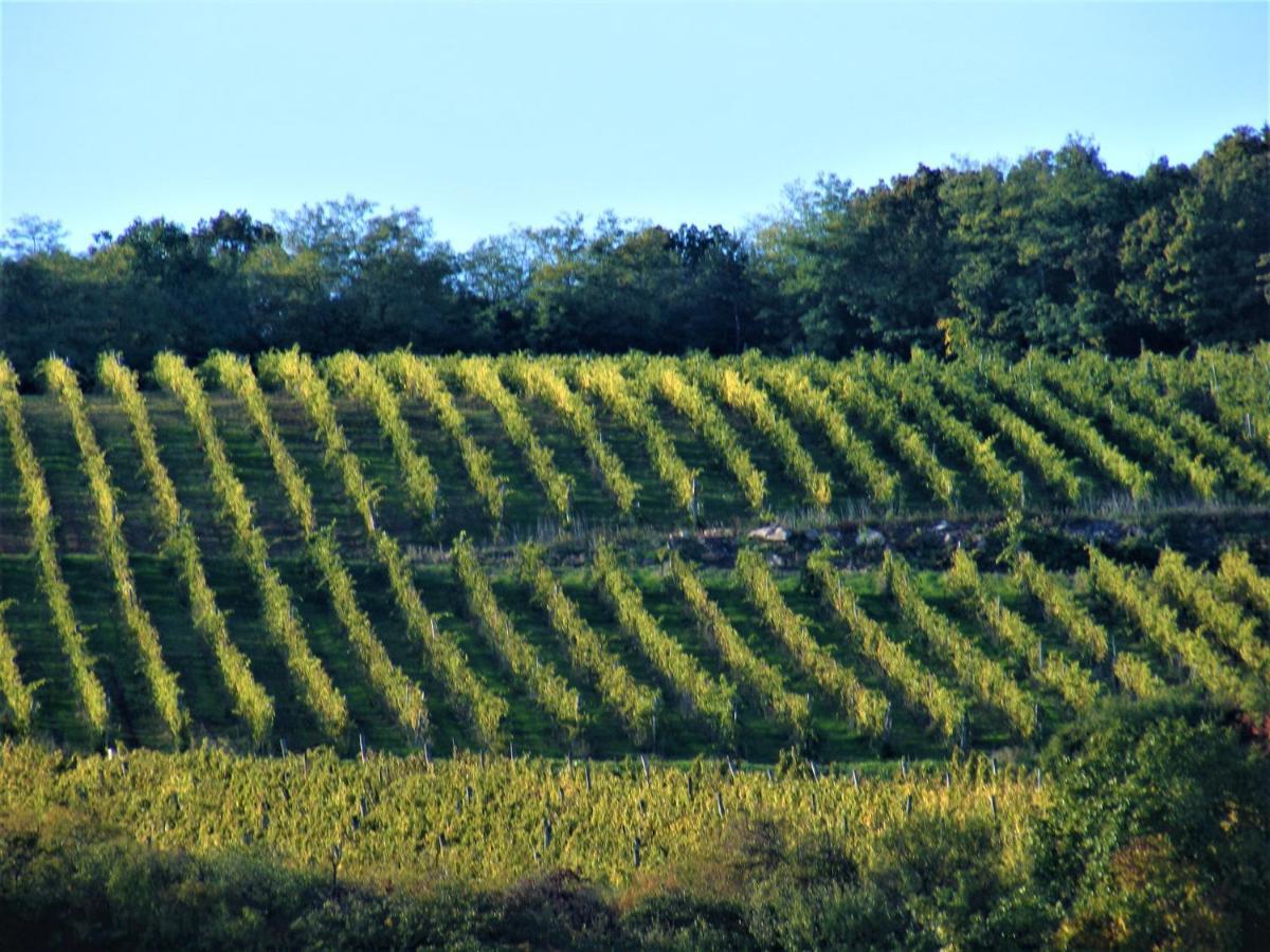 Tokaj Hill Panorama Guesthouse 赛伦奇 外观 照片