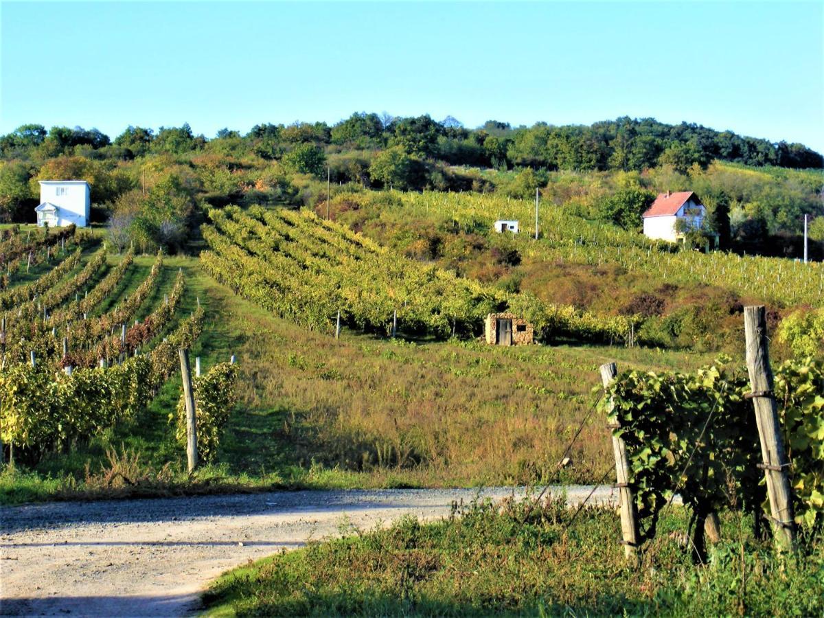 Tokaj Hill Panorama Guesthouse 赛伦奇 外观 照片